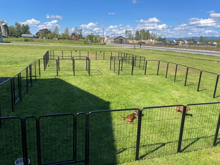 Temporary fencing for dogs Best 5 Ideas