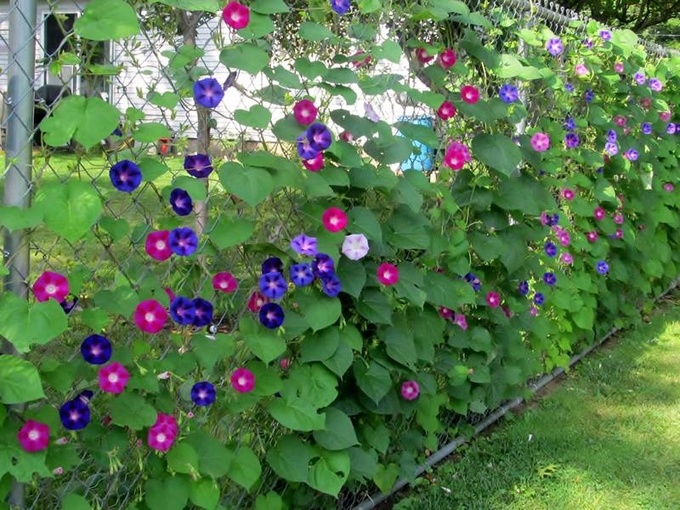 Plants decorating typical residential chain link fence.